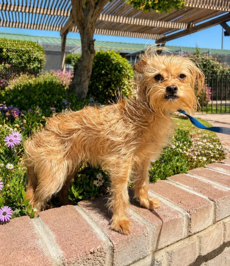Audrey