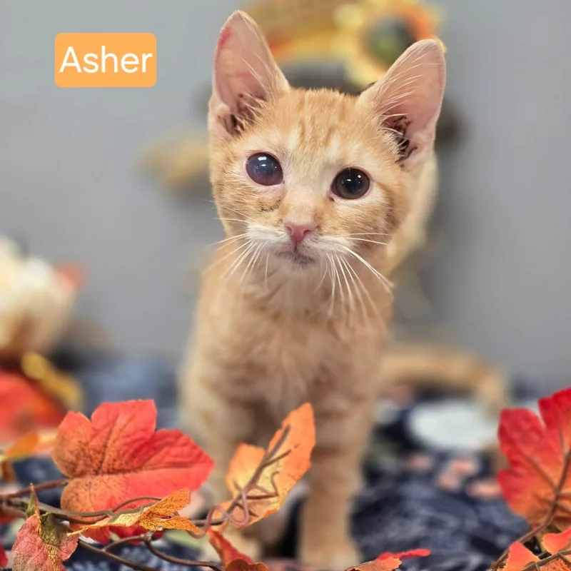 A young medium-sized male Orange / Red Domestic Short Hair cat named Asher for adoption in Effingham, IL