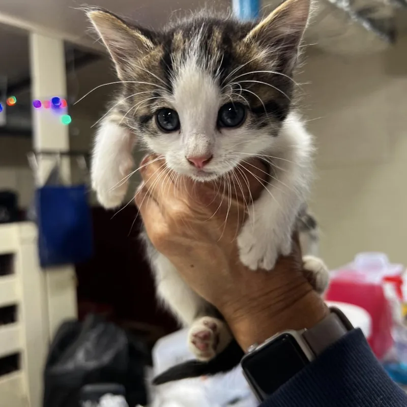 A baby small-sized male Brown / Chocolate Domestic Short Hair cat named Ben for adoption in Harrisville, WV