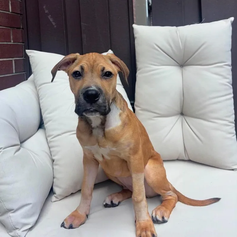 A baby medium-sized female Mixed Breed dog named Popo for adoption in Long Island City, NY