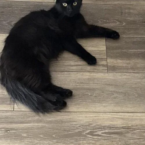 A young medium-sized female Domestic Long Hair cat named Violet for adoption in Tampa, FL