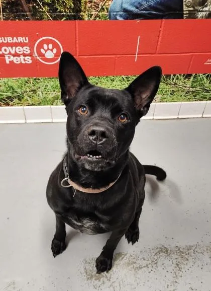 An adult large-sized female Black Pit Bull Terrier dog named Addie for adoption in Lafayette, IN