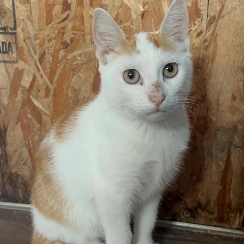 A baby medium-sized male Domestic Short Hair cat named Dorito for adoption in Bastrop, TX