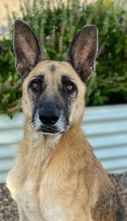 Darla Jean thumbnail 3