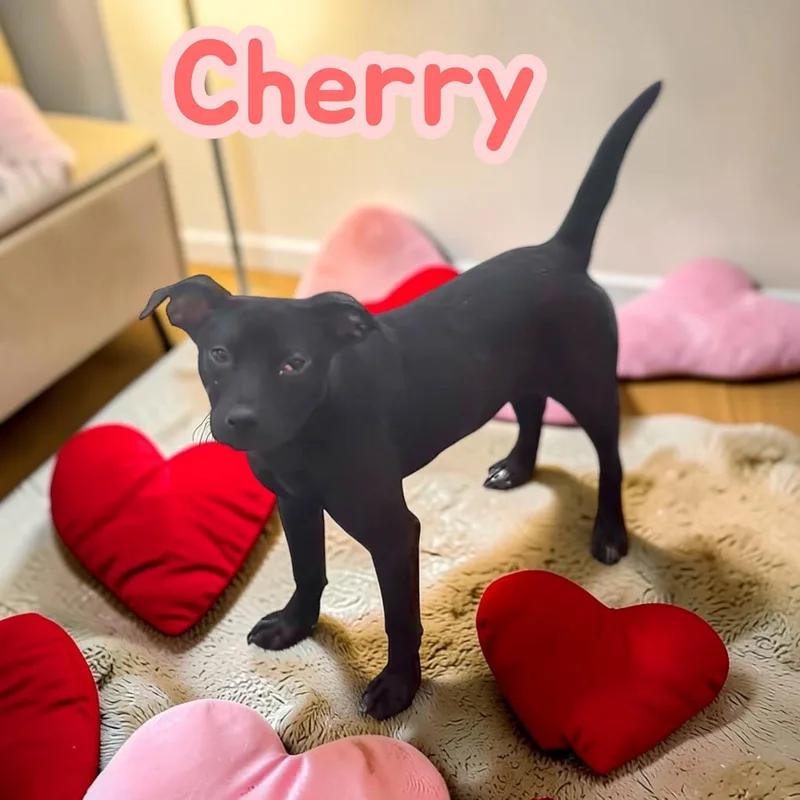 A baby medium-sized female Black Labrador Retriever dog named Cherry for adoption in Chuckey, TN