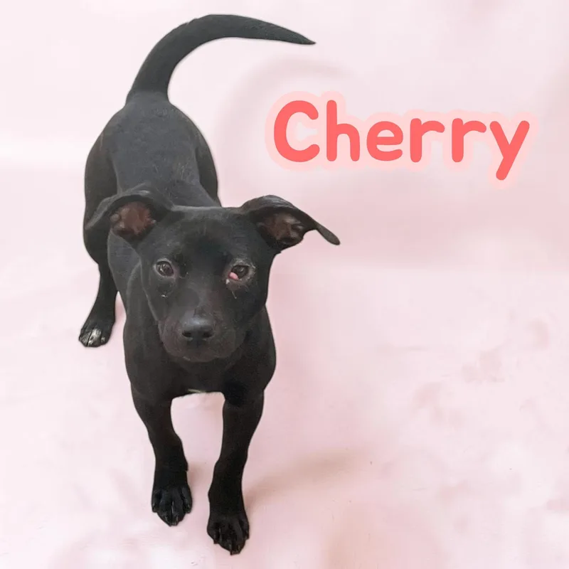 Cherry thumbnail 2