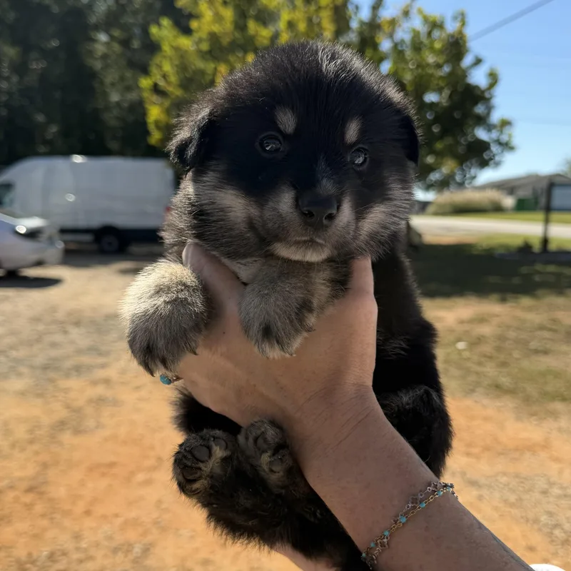 A baby medium-sized male Brown / Chocolate German Shepherd Dog dog named Grand Torino for adoption in Columbia, SC