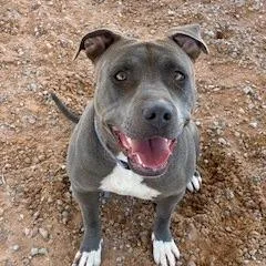An adult medium-sized female Gray / Blue / Silver Pit Bull Terrier dog named Paris for adoption in Bernalillo, NM