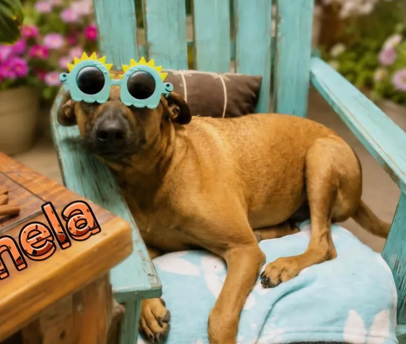 An adult large-sized female Rhodesian Ridgeback dog named Canela for adoption in Gregory, TX