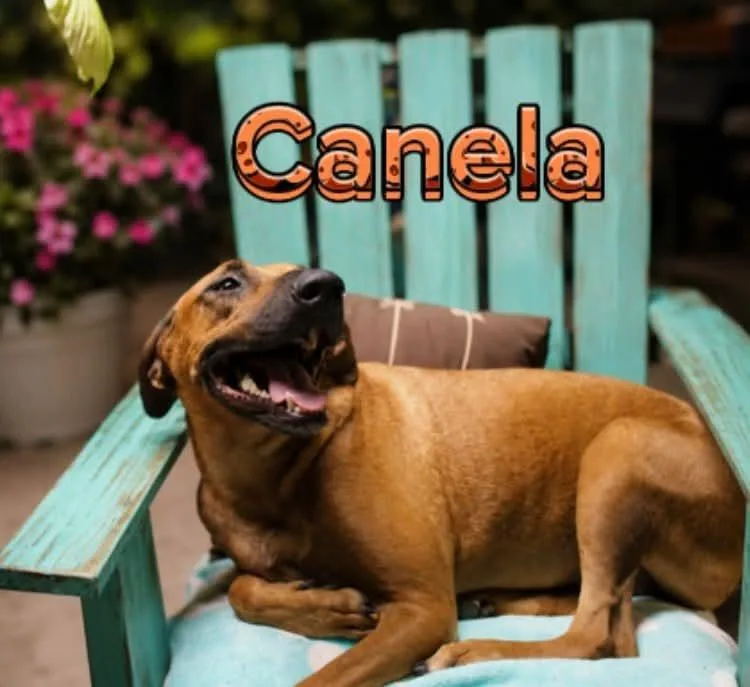 Canela thumbnail 2