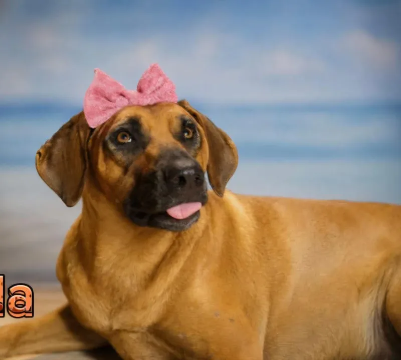 Canela thumbnail 3