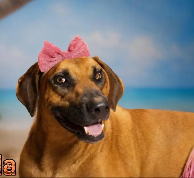 Canela thumbnail 4