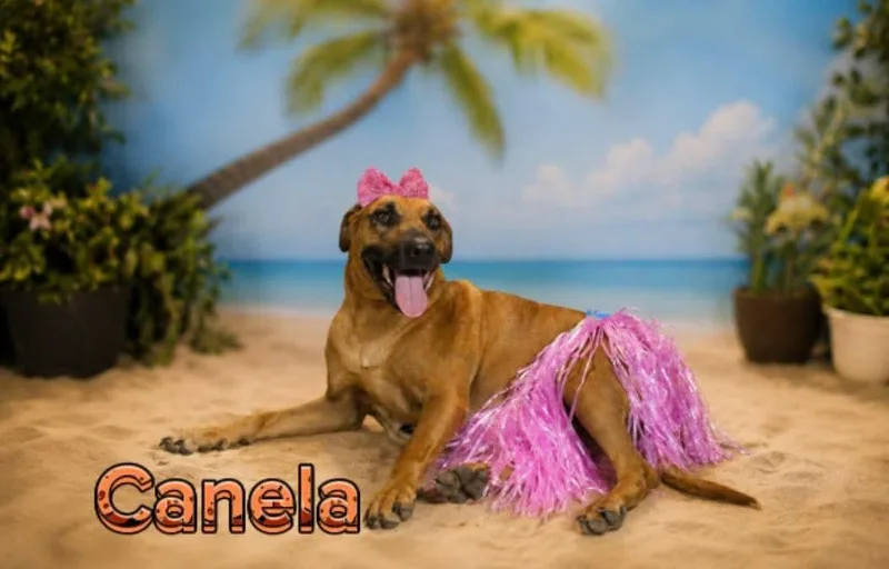 Canela thumbnail 5