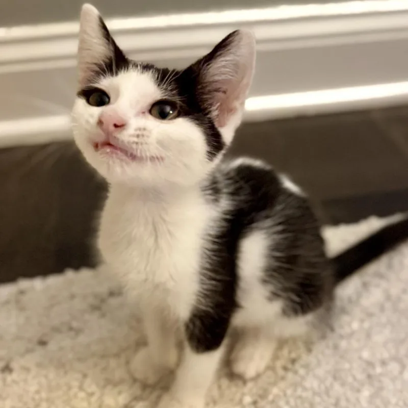 A baby small-sized female Black Domestic Short Hair cat named Vanilla for adoption in Fairfax Station, VA