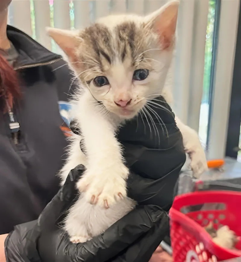 A baby medium-sized female Domestic Short Hair cat named Sprout for adoption in Nashville, TN