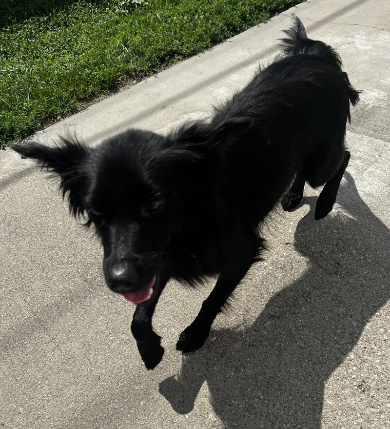 A young medium-sized female Black Spaniel dog named Kallie for adoption in Lexington, KY