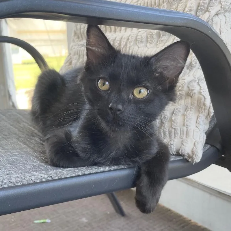 A baby small-sized male Domestic Long Hair cat named Midnight for adoption in Goshen, IN