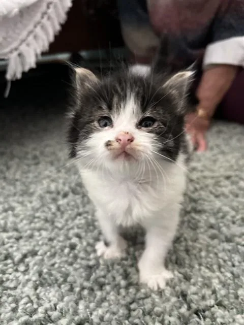 A baby small-sized male Domestic Medium Hair cat named Pebbles for adoption in Santa Maria, CA