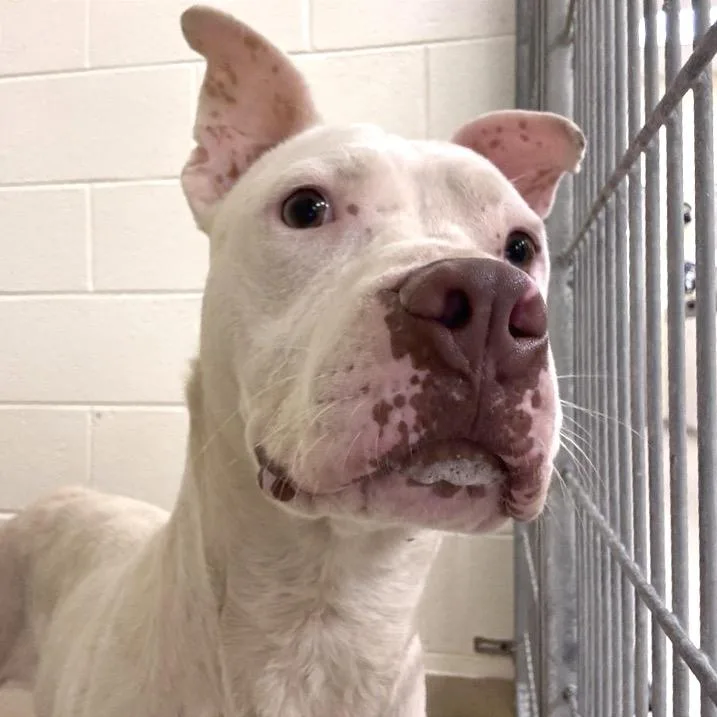 An adult medium-sized male White / Cream Mixed Breed dog named Milkyway for adoption in Asheville, NC