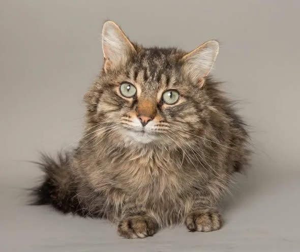 An adult medium-sized male Tabby (Brown / Chocolate) Domestic Long Hair cat named Ari for adoption in Wyandotte, MI