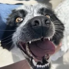 A young medium-sized female Black Border Collie dog named Mags for adoption in Rapid City, SD