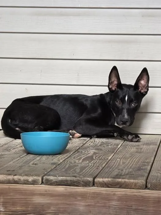 A young medium-sized female Shepherd dog named Lima Bean for adoption in Bloomington, IN