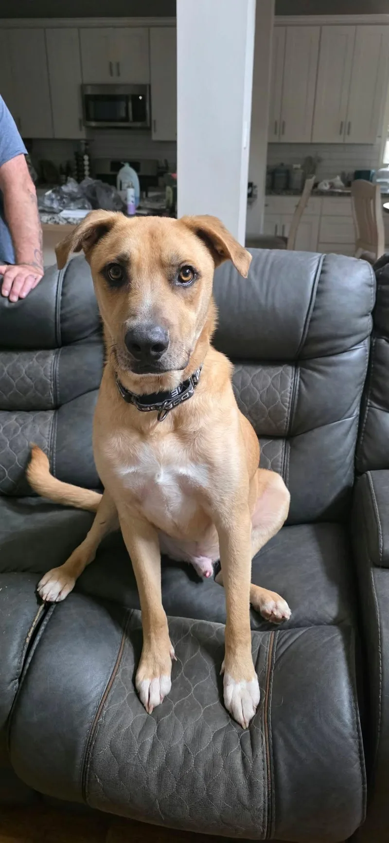 An adult large-sized male Yellow / Tan / Blond / Fawn Labrador Retriever dog named Maxx for adoption in Mooresville, NC