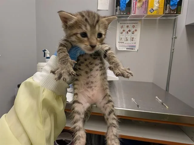 A baby medium-sized female Domestic Short Hair cat named Mimi for adoption in Kent, WA