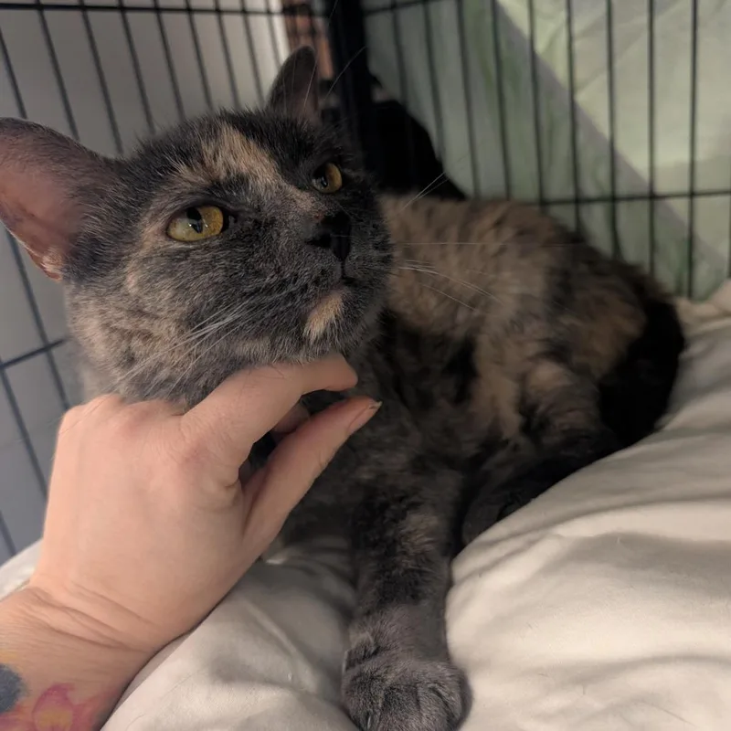 An adult medium-sized female Gray / Blue / Silver Domestic Short Hair cat named Coco for adoption in Saugerties, NY