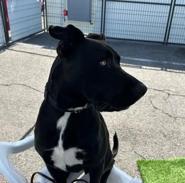An adult large-sized male Labrador Retriever dog named T.c. for adoption in Oceanside, CA