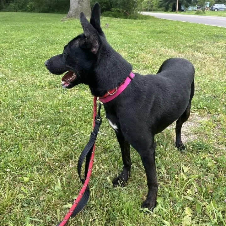 An adult medium-sized female Black Shepherd dog named Toni for adoption in Warren, OH