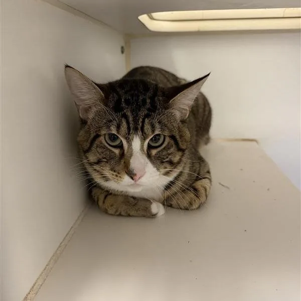 An adult large-sized male Brown / Chocolate Domestic Short Hair cat named Scar for adoption in Long Beach, CA
