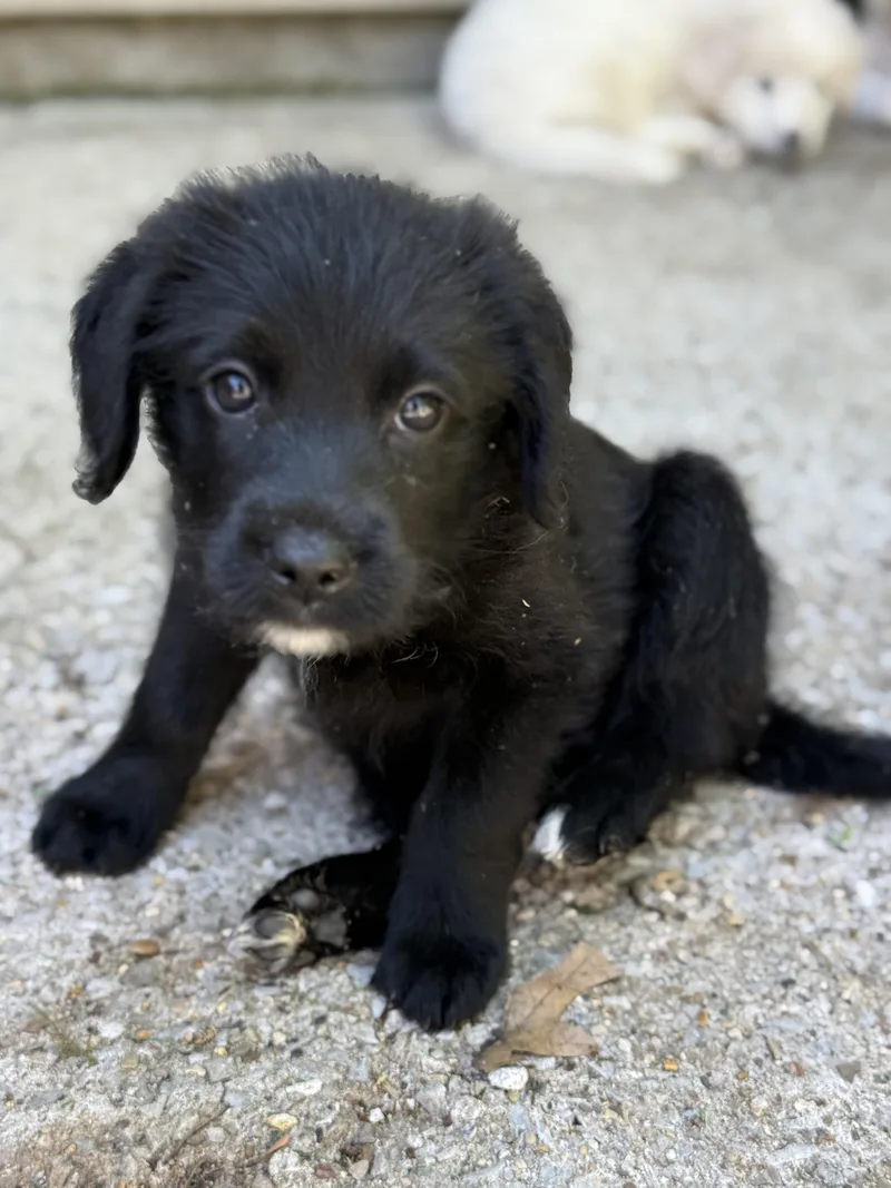 A baby medium-sized female Black Labradoodle dog named Jillian for adoption in Jeffersonville, IN