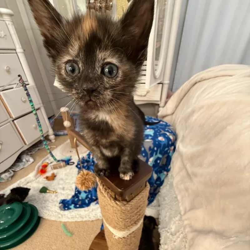 A baby small-sized female Tortoiseshell Domestic Short Hair cat named Genevieve for adoption in Chicago, IL