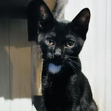 A baby medium-sized male Black & White / Tuxedo Domestic Short Hair cat named Mr. Biscuits for adoption in Rochester, NY