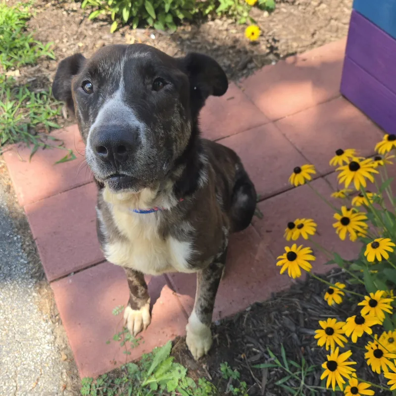 An adult medium-sized male Merle (Blue) Mixed Breed dog named Rudolph for adoption in Normal, IL