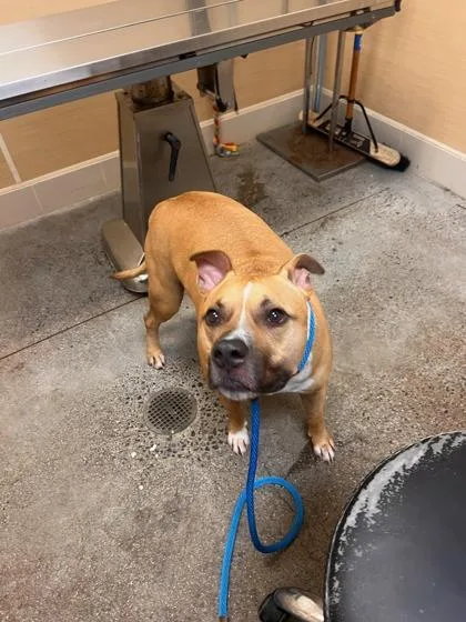 A senior extra large-sized male American Staffordshire Terrier dog named Ku`i for adoption in Honolulu, HI