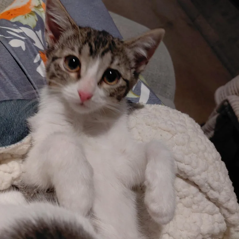 A baby medium-sized female Tabby (Brown / Chocolate) Domestic Short Hair cat named Salt for adoption in Joliet, IL