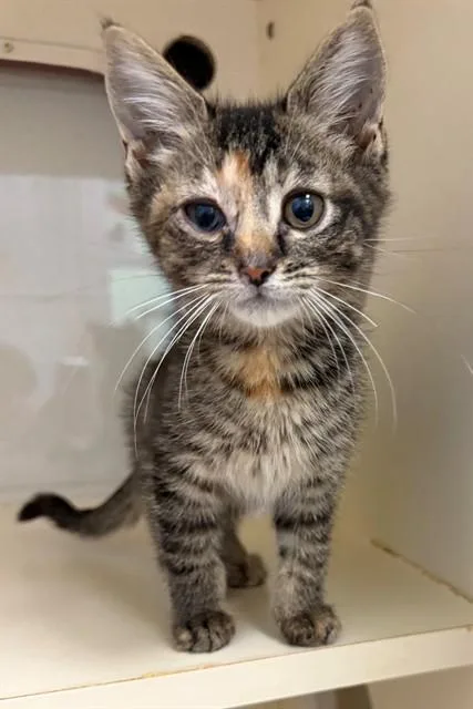 A baby small-sized male Domestic Short Hair cat named Cylde for adoption in Louisville, KY