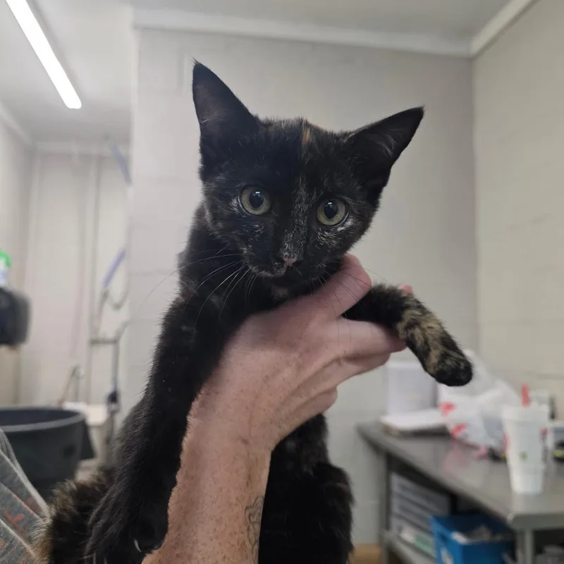 A baby small-sized female Black Domestic Short Hair cat named Sammie for adoption in Clanton, AL