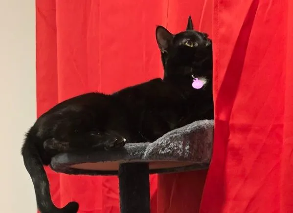 An adult large-sized male Domestic Short Hair cat named Joker for adoption in Ridgewood, NY