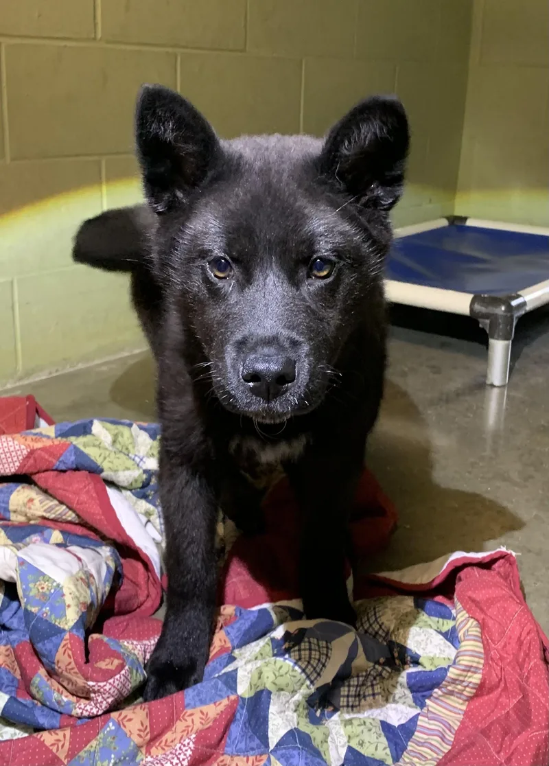 A baby large-sized female Black Akita dog named Evee for adoption in Massena, NY