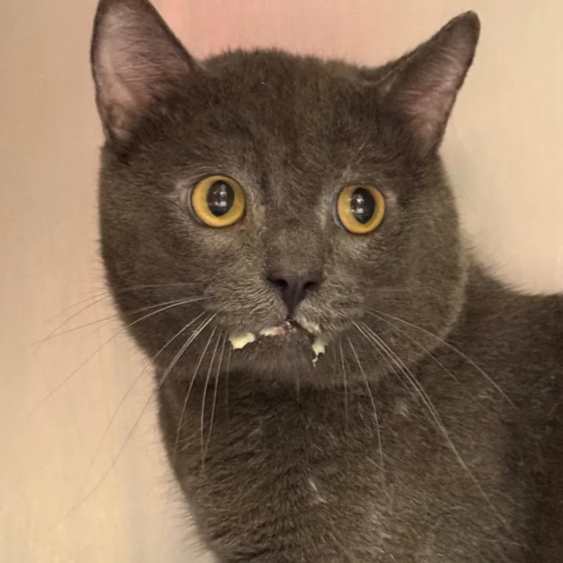 An adult large-sized male Domestic Short Hair cat named Kingsley for adoption in Perkiomenville, PA