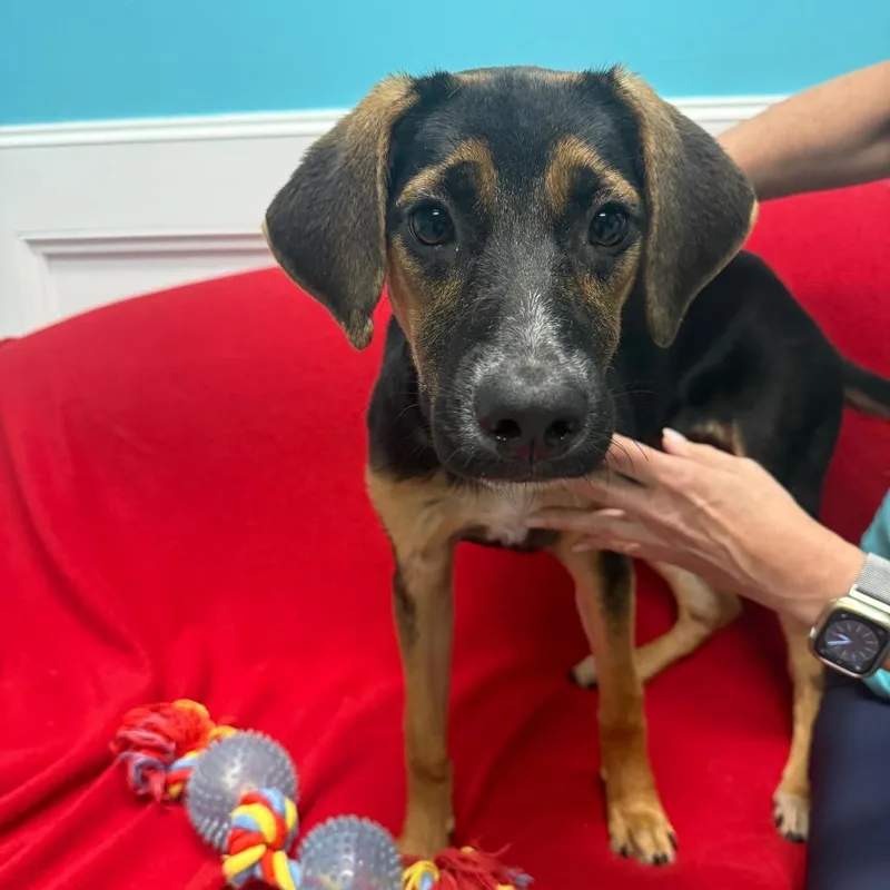 A baby medium-sized female Black Coonhound dog named Olivia for adoption in Houston, TX