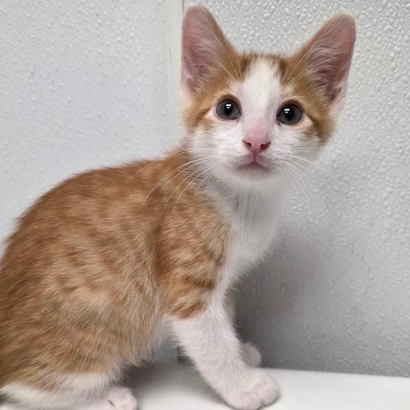 A baby small-sized male White Domestic Short Hair cat named Jimmy Jr for adoption in Abilene, TX