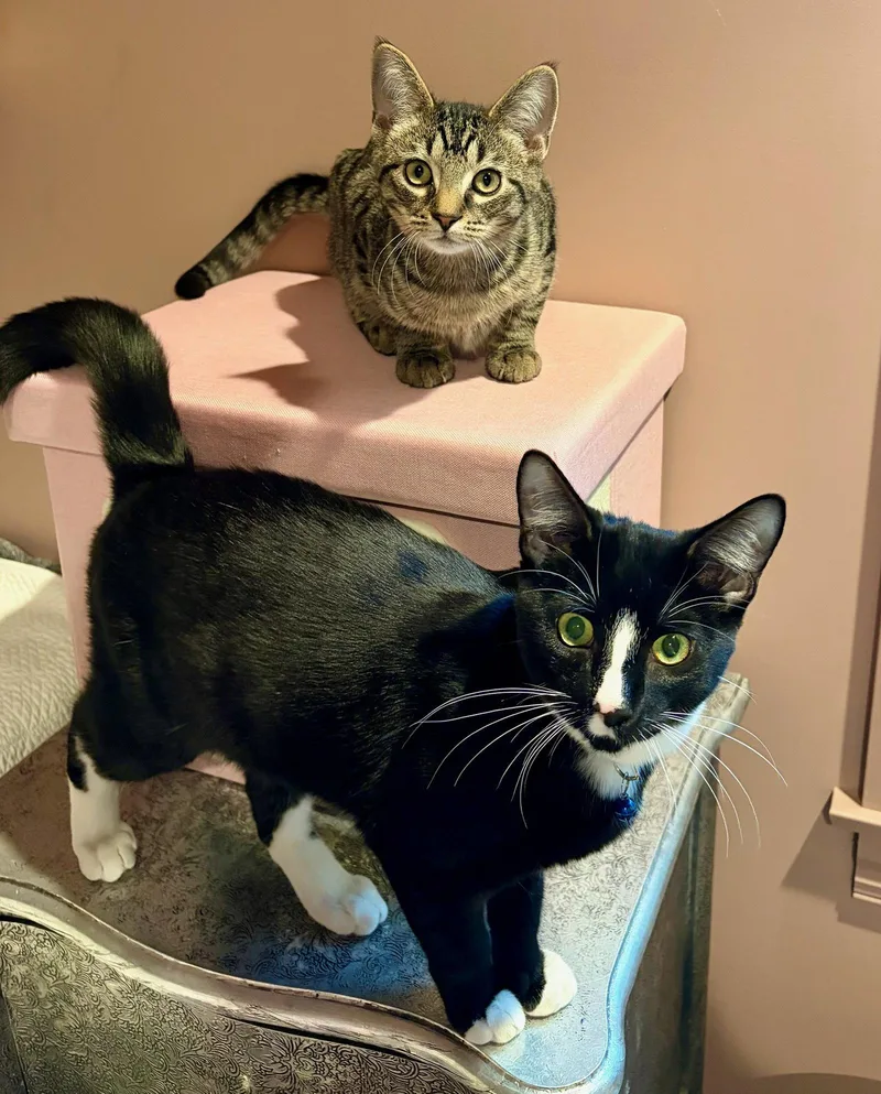 A young medium-sized male Domestic Short Hair cat named Guppy for adoption in Rootstown, OH