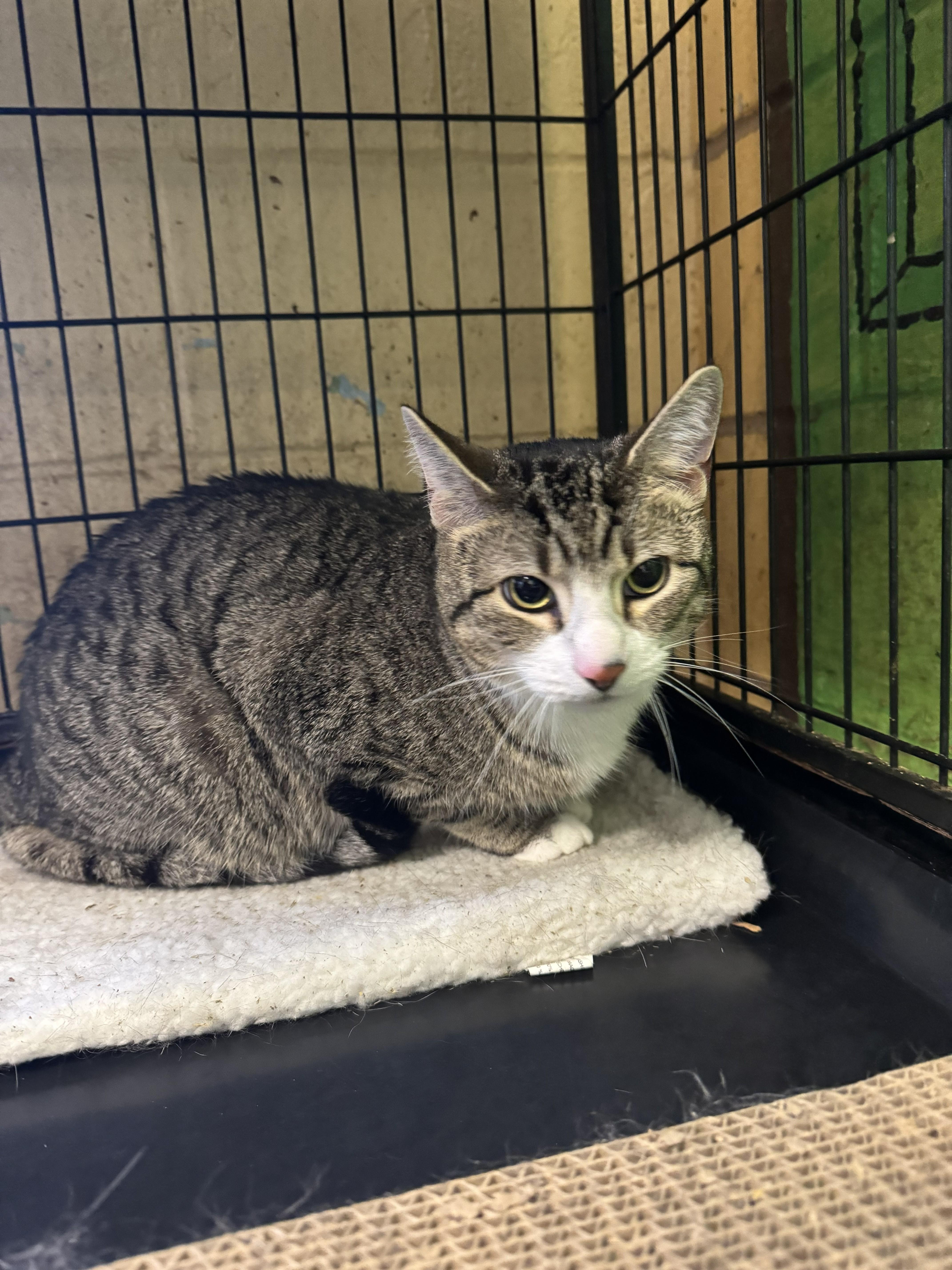 A young medium-sized male Tabby (Gray / Blue / Silver) Tabby cat named Ocean for adoption in Perth Amboy, NJ