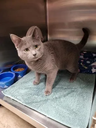 An adult medium-sized male Domestic Short Hair cat named Rover for adoption in Fergus Falls, MN