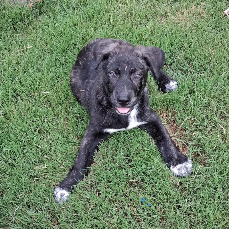 A baby small-sized male Black Retriever dog named Mister for adoption in Wake Forest, NC