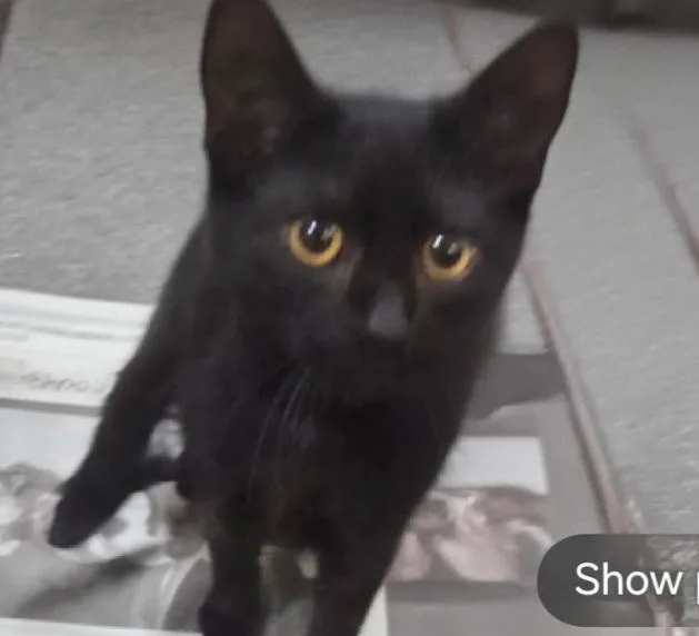 A baby small-sized female Domestic Short Hair cat named Maude for adoption in Los Angeles, CA
